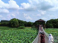 -荷塘月色湿地公园·向阳花洲