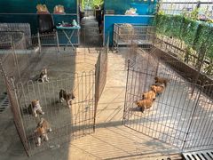 -柴犬高等学院·狗咖·柴犬售卖·宠物训练