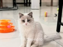 -鼓捣猫呢主题猫咖店