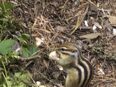 -五营红松林海景区