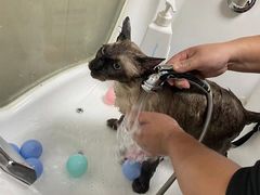 -安安宠医·臻爱宠物医院(簇锦北路分院)