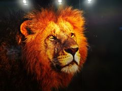 -罗红摄影艺术馆