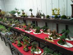 -龙大花卉苗木市场
