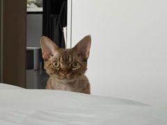 -山宅一喵德文卷毛猫舍