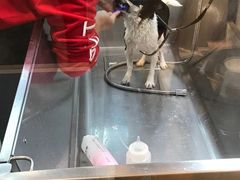 -PETKIT小佩宠物·低压洗护(国顺东路店)