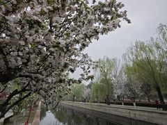-海棠花溪(元大都城垣遗址公园)