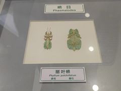 -上海昆虫博物馆
