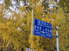 -三里屯东五街银杏大道