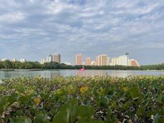 -莲花池公园