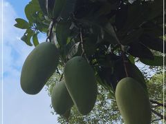 -云溪植物园