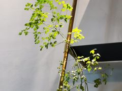 -Home Cafe(水榭春天店)