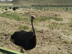 -新疆天山野生动物园