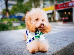 -爱宠屋pet shop·宠物洗澡·宠物美容