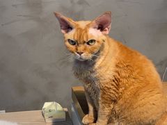 -Heymao猫咖.咖啡厅(东门店)