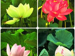 -莲花池公园