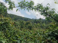 -海南霸王岭国家森林公园