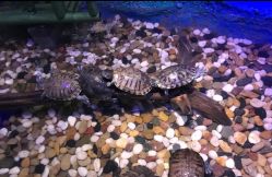 -酷嗒动物文化乐园(cutezoo西溪乐天城店)