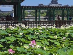 -莲花池公园