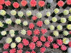 -南山植物园