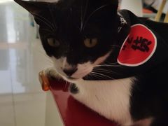 -创凡宠物医院·骨专科  猫科中心(西乡分院)