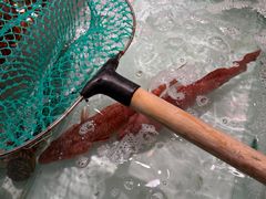 -万龙洲海鲜(安定门店)