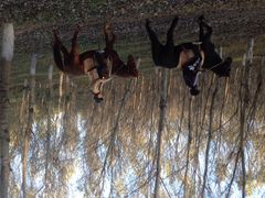 iphone_upload_pic-沈阳静安马场