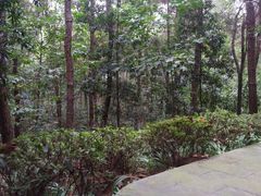 -铁山坪森林公园