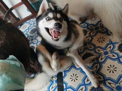 -more than meow吴止猫主题餐厅(承德 中船汇店)