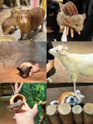 -Zoolung Zoolung动物主题公园(海信广场店)