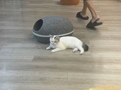 -柴迷FANS CLUB·柴犬狗咖·猫咖