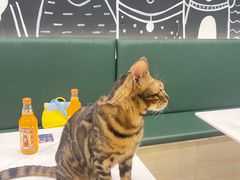 -安格丽娜·狗咖·猫咖羊驼咖(春熙路百盛商场店)