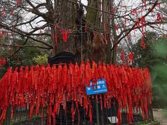 -西湖风景区十里琅珰-五云山