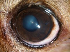 -爱侣宠医·鹦鹉专科·小型哺乳类·异宠专科(灵石路店)