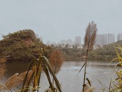 -重庆彩云湖湿地公园