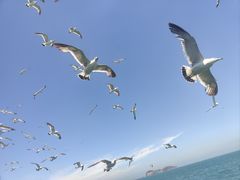 -海驴岛(荣成市)
