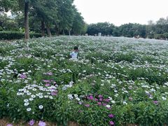 -光明小镇欢乐田园