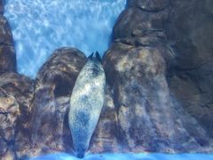 -上海海洋水族馆