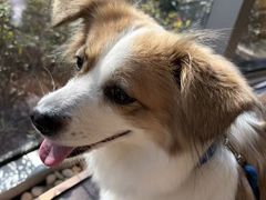 -西安浐灞艾美酒店·汉江餐厅·火锅