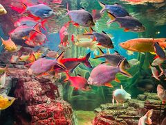 -上海海洋水族馆