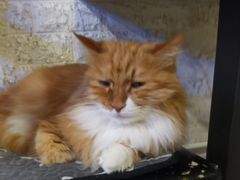 -平行世界·猫咖(首经贸店)