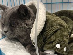 -萌兽医馆·宠物医院·猫骨科(创景店)