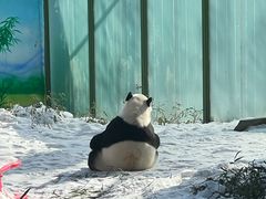 -栾川竹海野生动物园