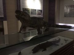 -中国扬子鳄村