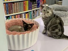 -喵的天空名猫咖啡馆·撸猫·猫舍·用品