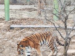 -青藏高原野生动物园