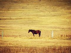 -塞罕坝国家级自然保护区