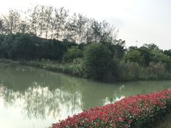 -中国扬子鳄村