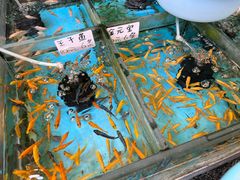 -清平路水族市场