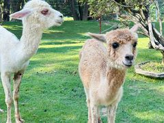 -东南花都花博园