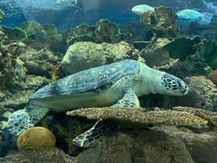 -上海海洋水族馆